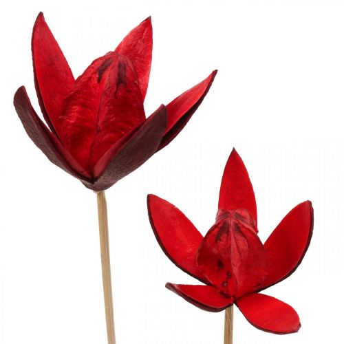Floristik24 Laukinė lelija ant stiebo raudona Ø6,5cm 35cm 45 vnt