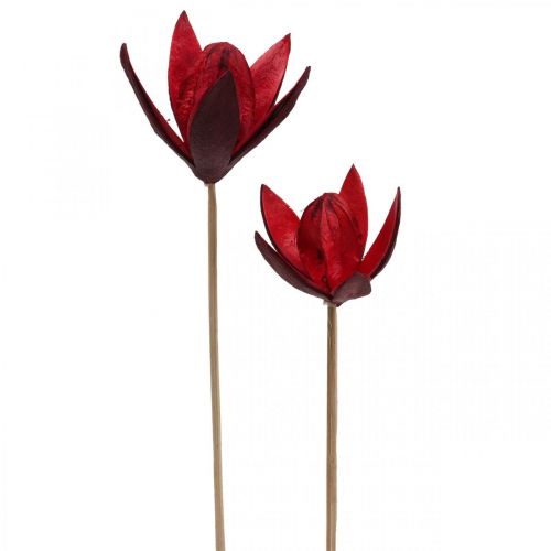 Floristik24 Laukinė lelija ant stiebo raudona Ø6,5cm 35cm 45 vnt