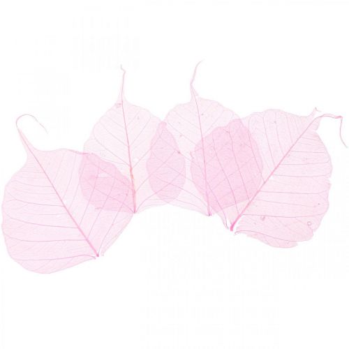 Floristik24 Skeleto lapai Gluosnių lapai skeletuoti rausvi 5-9cm 200 vnt