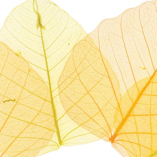 Floristik24 Gluosnių lapai skeletuoti geltoni, oranžiniai 200 vnt