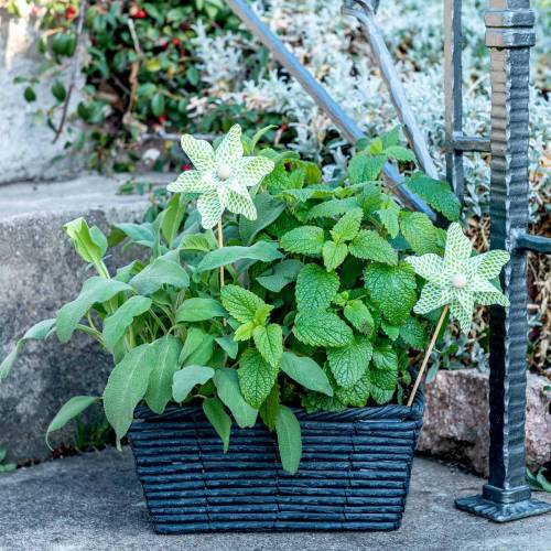 Floristik24 Vėjo malūnas Mini Green-White Ø9cm 12psl