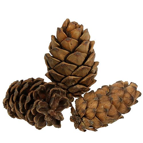 Floristik24 Kūgiai gamta 9cm - 10cm 6 vnt