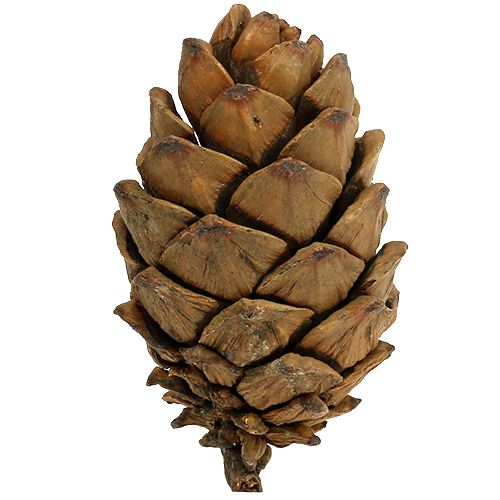 Floristik24 Kūgiai gamta 9cm - 10cm 6 vnt