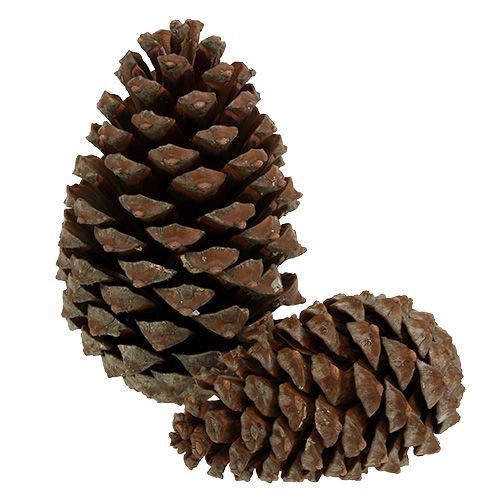 daiktų Kūgiai Pinus Maritima 10cm - 15cm Natūralūs 3 vnt