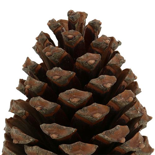 daiktų Kūgiai Pinus Maritima 10cm - 15cm Natūralūs 3 vnt