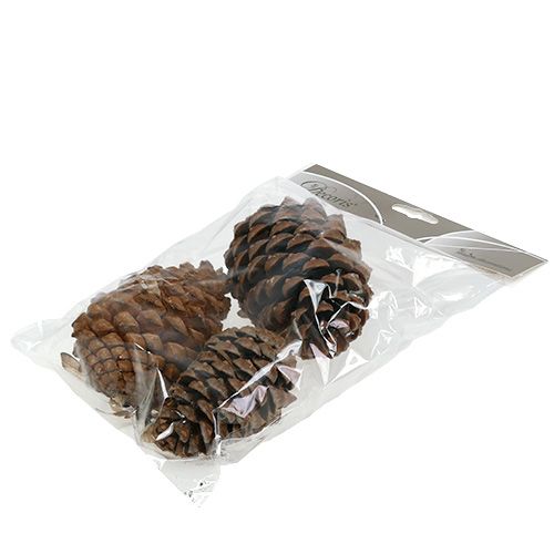 daiktų Kūgiai Pinus Maritima 10cm - 15cm Natūralūs 3 vnt