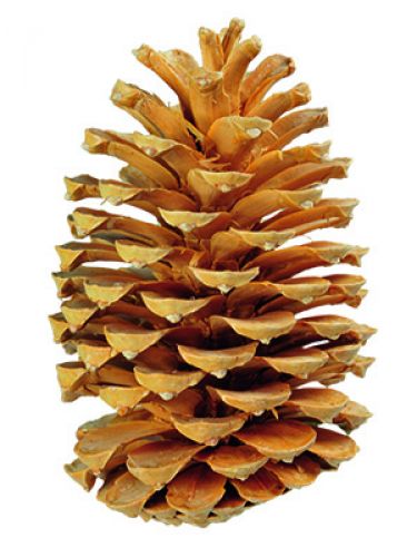 Floristik24 Maritima spurgų kremo/vanilės mišinio 25vnt SENAS PREKĖS