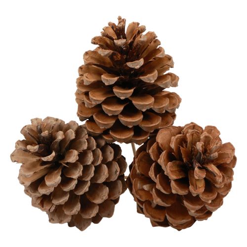 daiktų Kūgiai Maritima Maritime Pine Natural 5-10cm ant pagaliuko 50 vnt