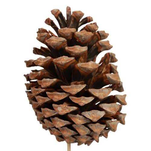 daiktų Kūgiai Maritima Maritime Pine Natural 5-10cm ant pagaliuko 50 vnt