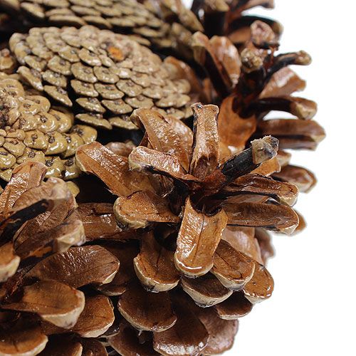 Floristik24 Kūgio vainikas dažytas Ø25cm