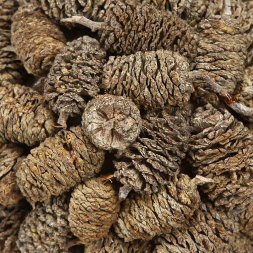 Floristik24 Kūgio rutulys alksnio kankorėžiams kabinti, baltai dažytas, 12 cm