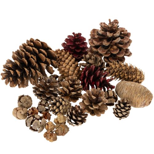 Kankorėžių mišinys natūralioms dekoracijoms, 2–10 cm, 400 g pirkti | Floristik24.lt