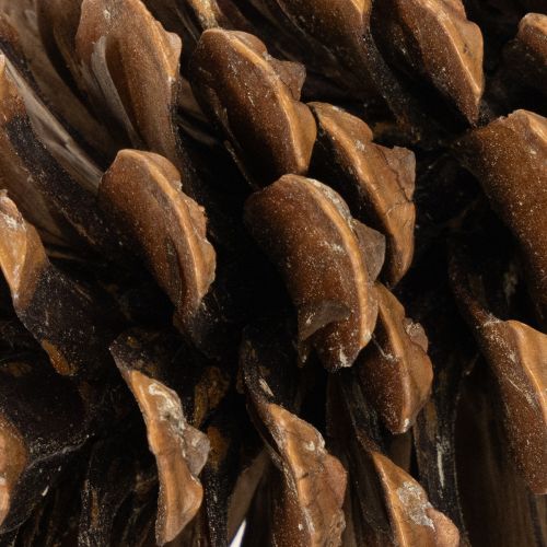 Kankorėžių mišinys natūralioms dekoracijoms, 2–10 cm, 400 g | Floristik24.lt