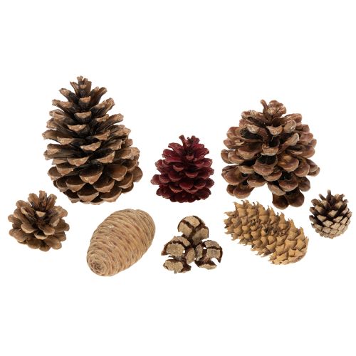 Kankorėžių mišinys natūralioms dekoracijoms, 2–10 cm, 400 g | Floristik24.lt