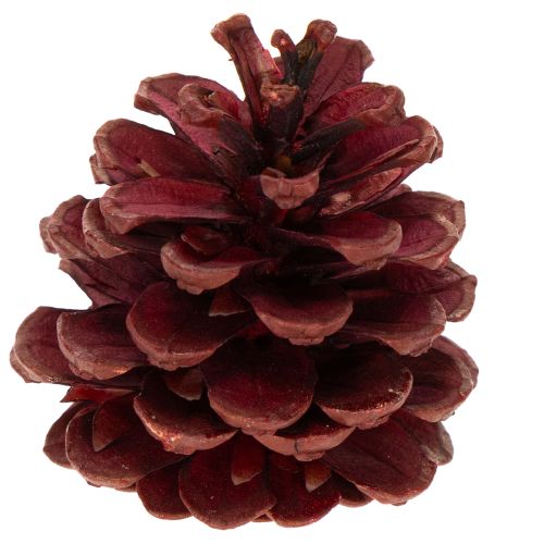 Kankorėžių mišinys natūralioms dekoracijoms, 2–10 cm, 400 g | Floristik24.lt