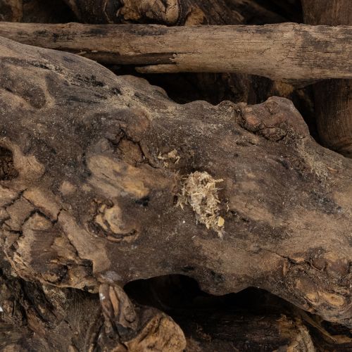 daiktų Žavios dekoratyvinės medinės šaknys jūsų namams