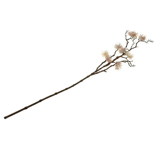 Floristik24 Hamamelio šakelės šampanas 112cm