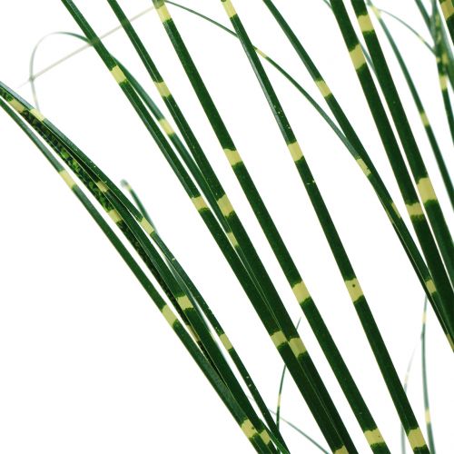 Floristik24 Zebra žolė vazonėlyje Žalia 60cm
