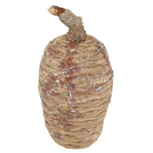 Kedro kūgiai dekoratyvinis kedras natūralus 9-10,5cm 3 vnt