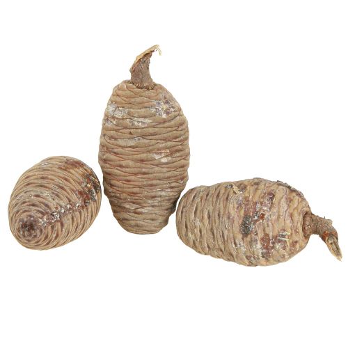daiktų Kedro kūgiai dekoratyvinis kedras natūralus 9-10,5cm 3 vnt