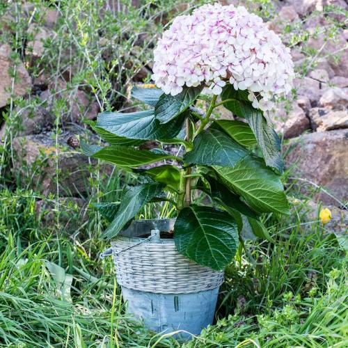 Floristik24 Cinko kibiras su vytelėmis Ø32cm H27,5cm