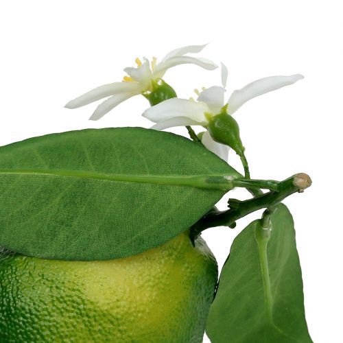 Floristik24 Citrinos su žiedais 9,5cm žalios 4vnt