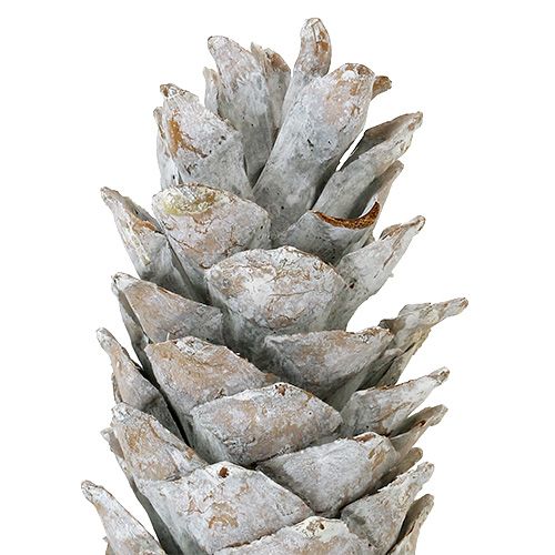 Floristik24 Cukriniai kankorėžiai, baltinti 20cm - 30cm