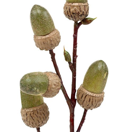 Floristik24 Šaka su gile ruda, žalia L30cm