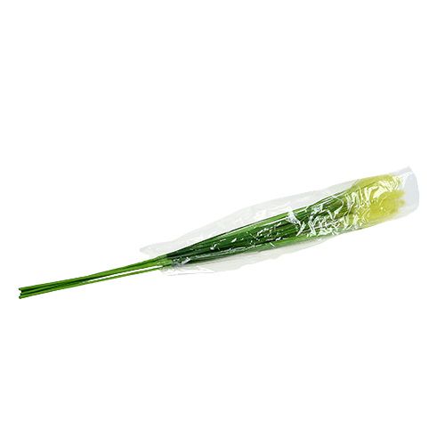 Floristik24 Svogūnų žolė 68cm žalia 6vnt
