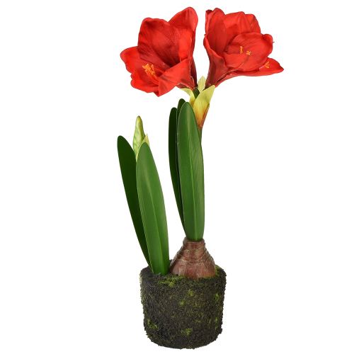 daiktų Amariliai dirbtiniuose samanų rutuliuose - ryškiai raudoni žiedai, 49 cm - elegantiška ir natūrali kambario puošmena