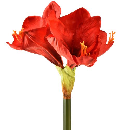 daiktų Dirbtinis amarilis ryškiai raudonos spalvos - elegantiškos gėlės, skirtos prabangiam kambario dekoravimui, 66 cm