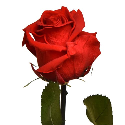 daiktų Infinity Rose su konservuotais lapais Amorosa Red L54cm