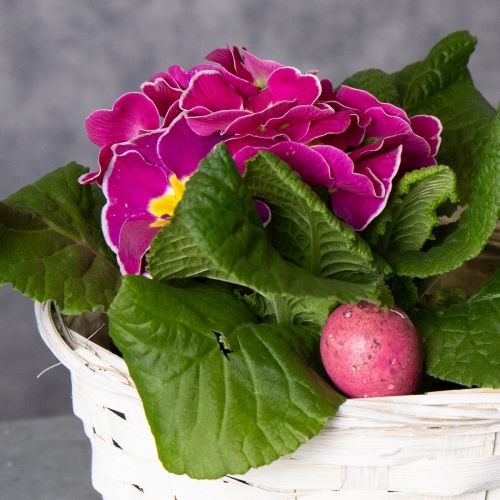 daiktų Pinti krepšeliai universaliam interjero dizainui, 20 cm, 8 vnt.