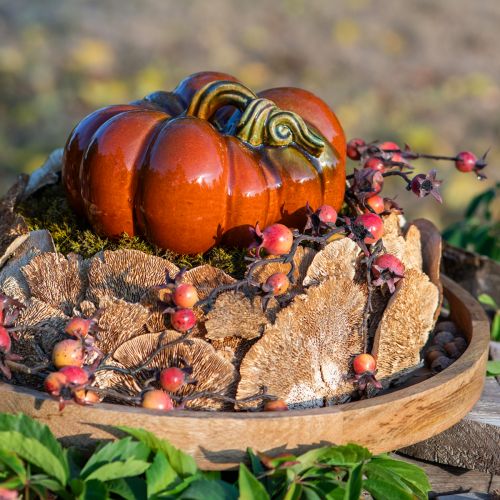 Floristik24 Medžio kempinė natūralūs dekoratyviniai grybai džiovinti 6cm 1kg