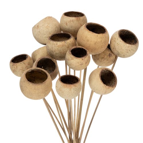 Floristik24 „Bell Cup“ mišinys ant kotelio, natūralios egzotinės veislės, 15 vnt.