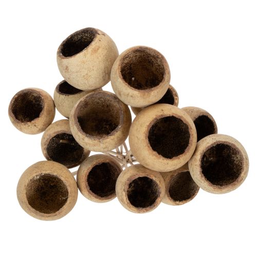 daiktų „Bell Cup“ mišinys ant kotelio, natūralios egzotinės veislės, 15 vnt.