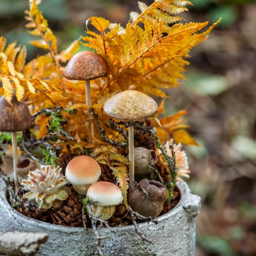 Floristik24 Bellgum varpinis vaisius kapsulinis vaisius natūralus dekoravimas rudas 500g