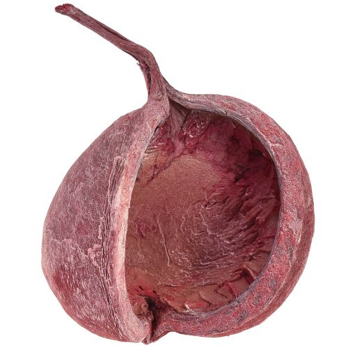Budos riešutas raudonas baltas džiovintas natūralus dekoras Ø5,5–9,5 cm 5 vnt.