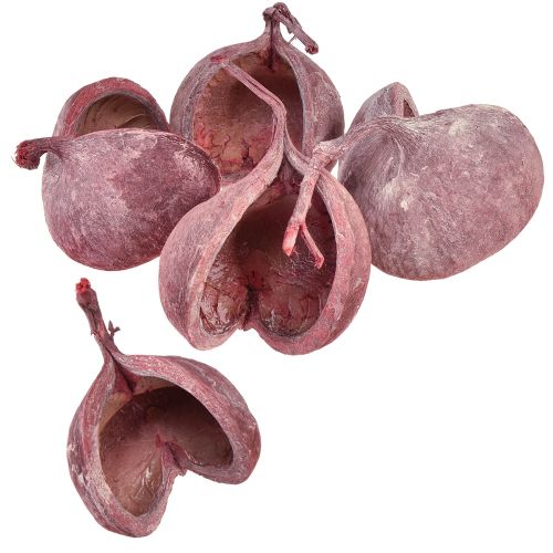 daiktų Budos riešutas raudonas baltas džiovintas natūralus dekoras Ø5,5–9,5 cm 5 vnt.