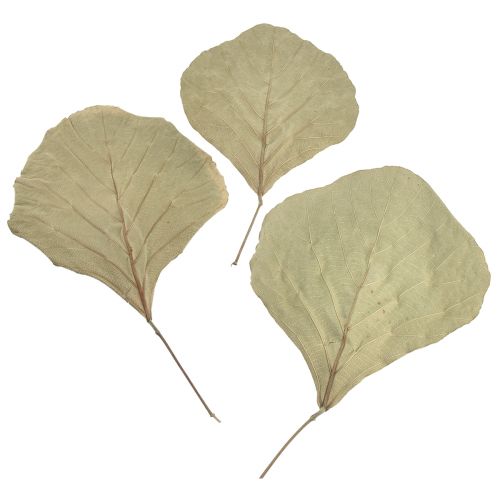Kobros lapai džiovinti žaliai natūralūs 15cm–17cm 50 vnt