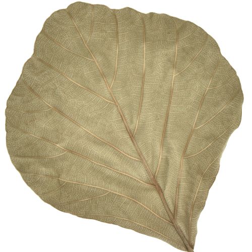 daiktų Kobros lapai džiovinti žaliai natūralūs 15cm–17cm 50 vnt