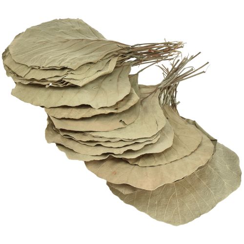 daiktų Kobros lapai džiovinti žaliai natūralūs 15cm–17cm 50 vnt