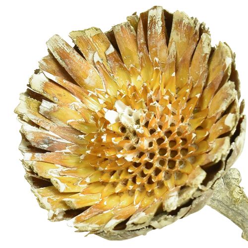 daiktų Compacta Rosette Proteen Green Matinis Ø4-5,5cm 20 vnt
