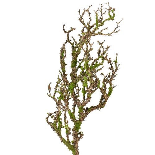 Floristik24 Dekoratyvinė šakelė su samanomis dirbtine rudens puošmena pilkai žalia L78cm