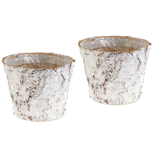 Floristik24 Dekoratyvinis vazonas balinto beržo augalų vazonas Ø18cm H15cm 2vnt
