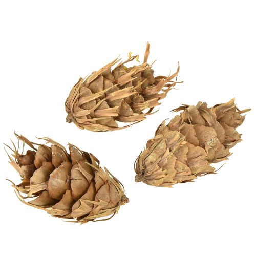 daiktų Douglas kūgiai 1,3 kg