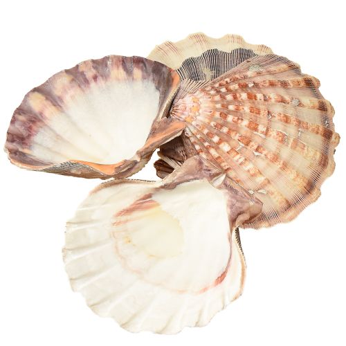 daiktų Tikros šukutės natūralios – jūrinio skonio natūralios 1 kg