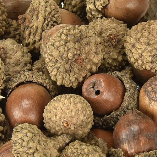 daiktų Gilės dekoravimui, rudens dekoracijai, natūraliems rudens vaisiams Ø1,5 – 2,5 cm I1,5 – 3 cm 300 g