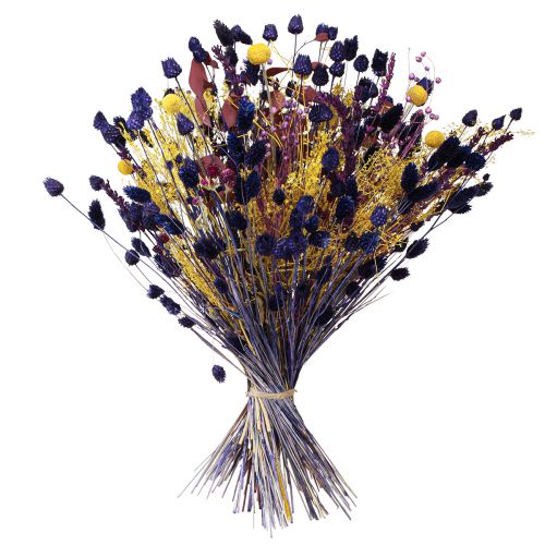 daiktų Braškių erškėčių sausas erškėtis Dekoratyvinis Violetinis 44-58cm 100g