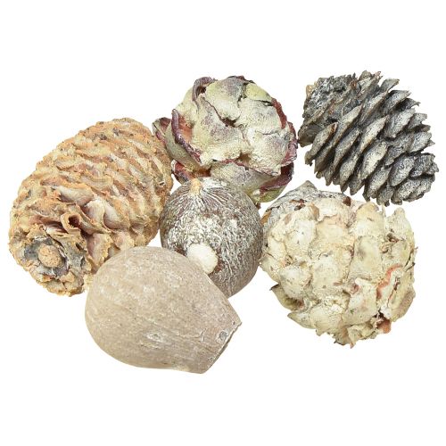 daiktų Egzotiški kūgiai Leucodendron white skalbti 3-4cm 450g